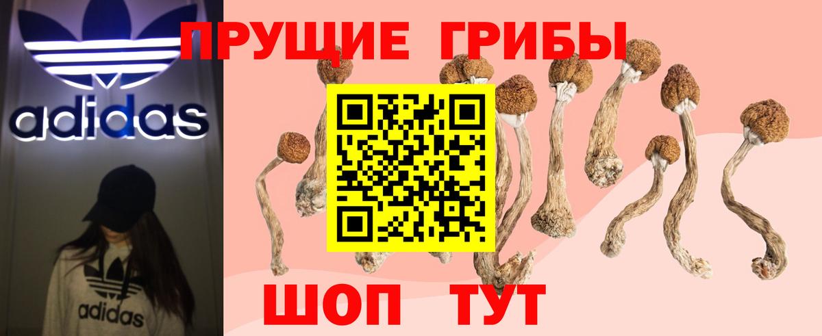 где найти   Галлюциногенные грибы прущие грибы  Вход с VPN  Псилоцибиновые грибы GOLDEN TEACHER  Махачкала 